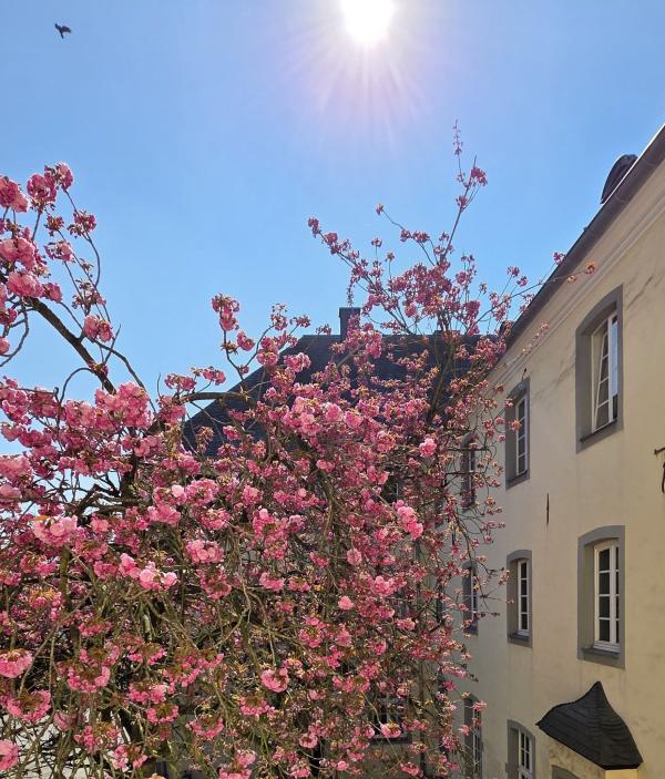 Blühender Baum vor Kulturforum Franziskanerkloster 2025, © Bettina Klapheck Kulturamt Kempen